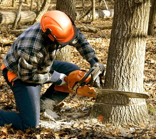 Tree Removal in Montague, MA